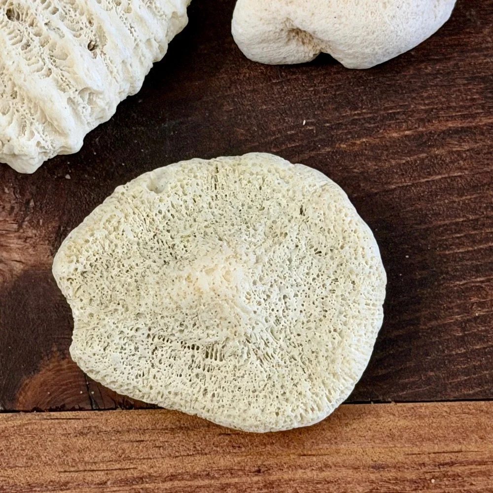 Natural White Brain and Star Coral Fossil Specimen Set 3 Pieces Coastal Decor